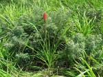 Kniphofia linearifolia