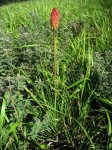 Kniphofia linearifolia
