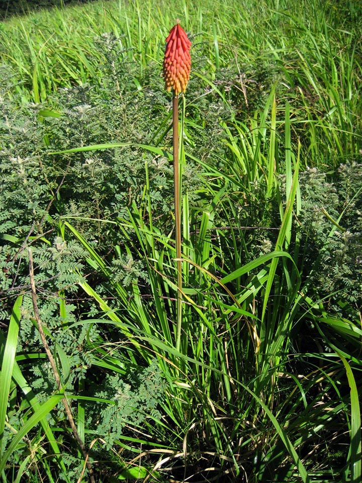 Kniphofia linearifolia