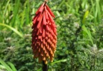 Kniphofia linearifolia