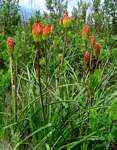 Kniphofia linearifolia