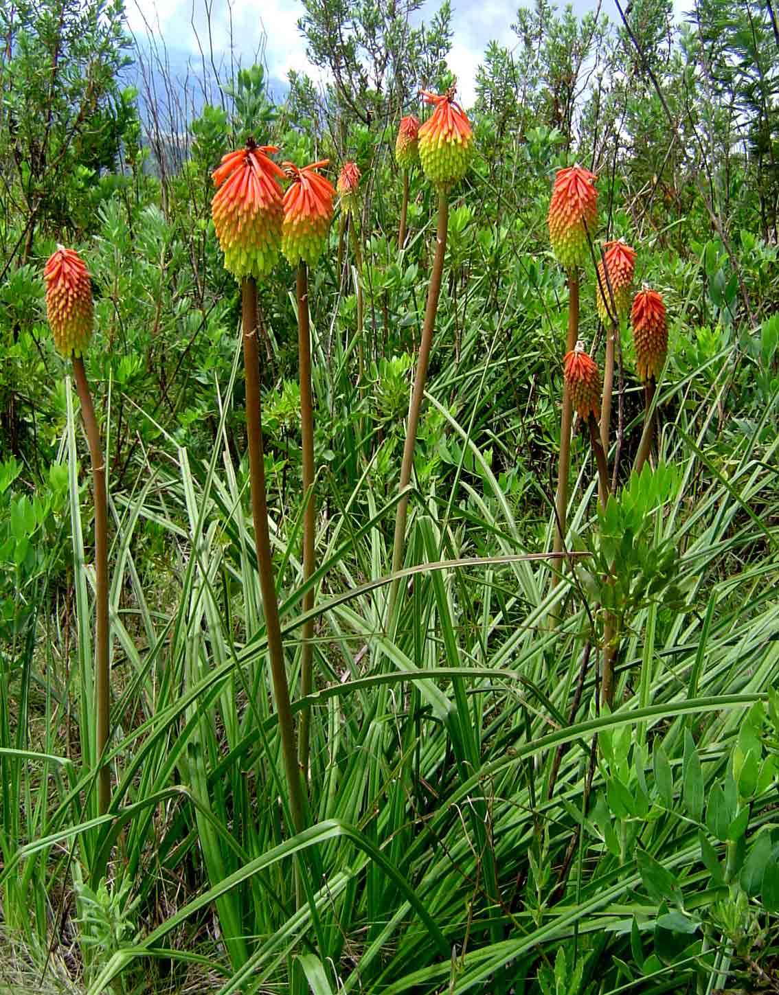 Kniphofia linearifolia