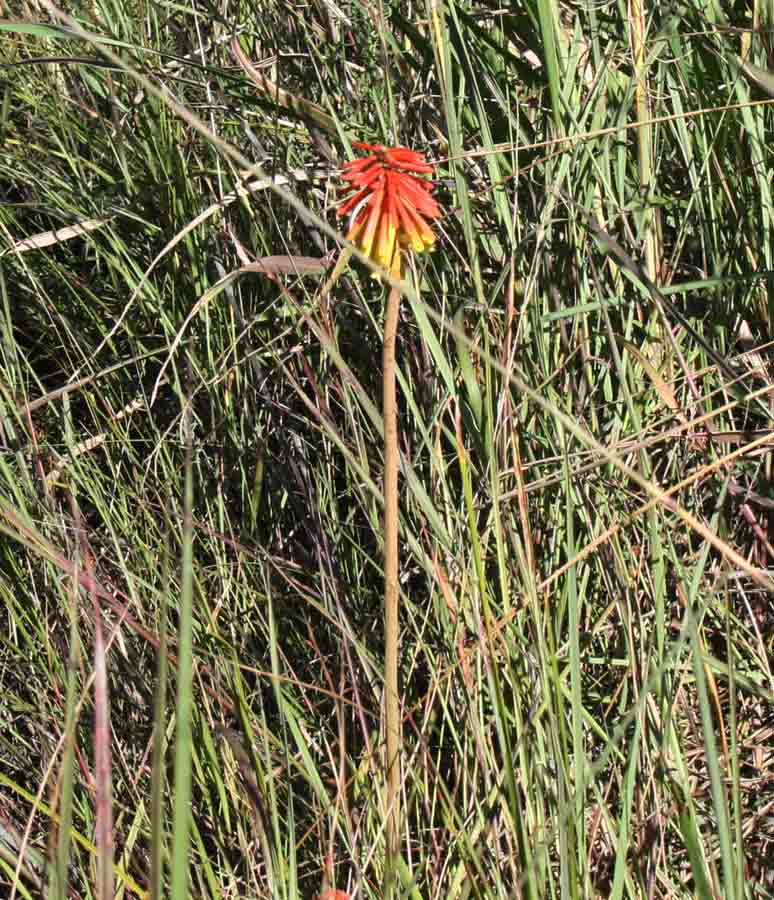 Kniphofia linearifolia