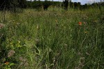 Kniphofia linearifolia