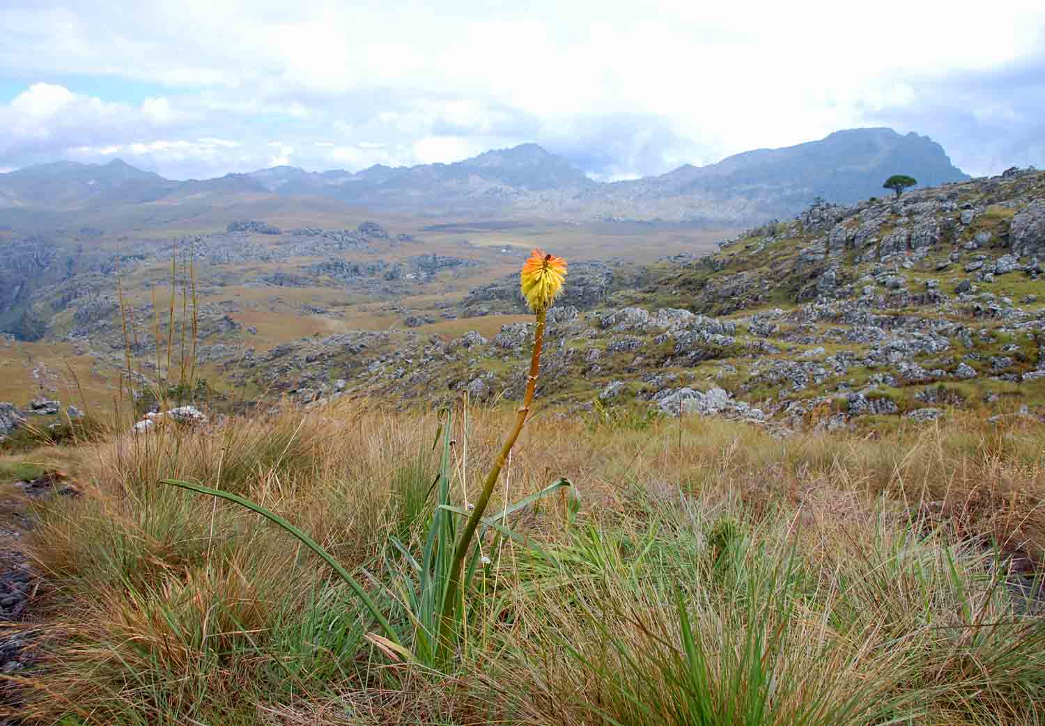 Kniphofia linearifolia