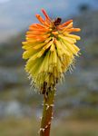 Kniphofia linearifolia