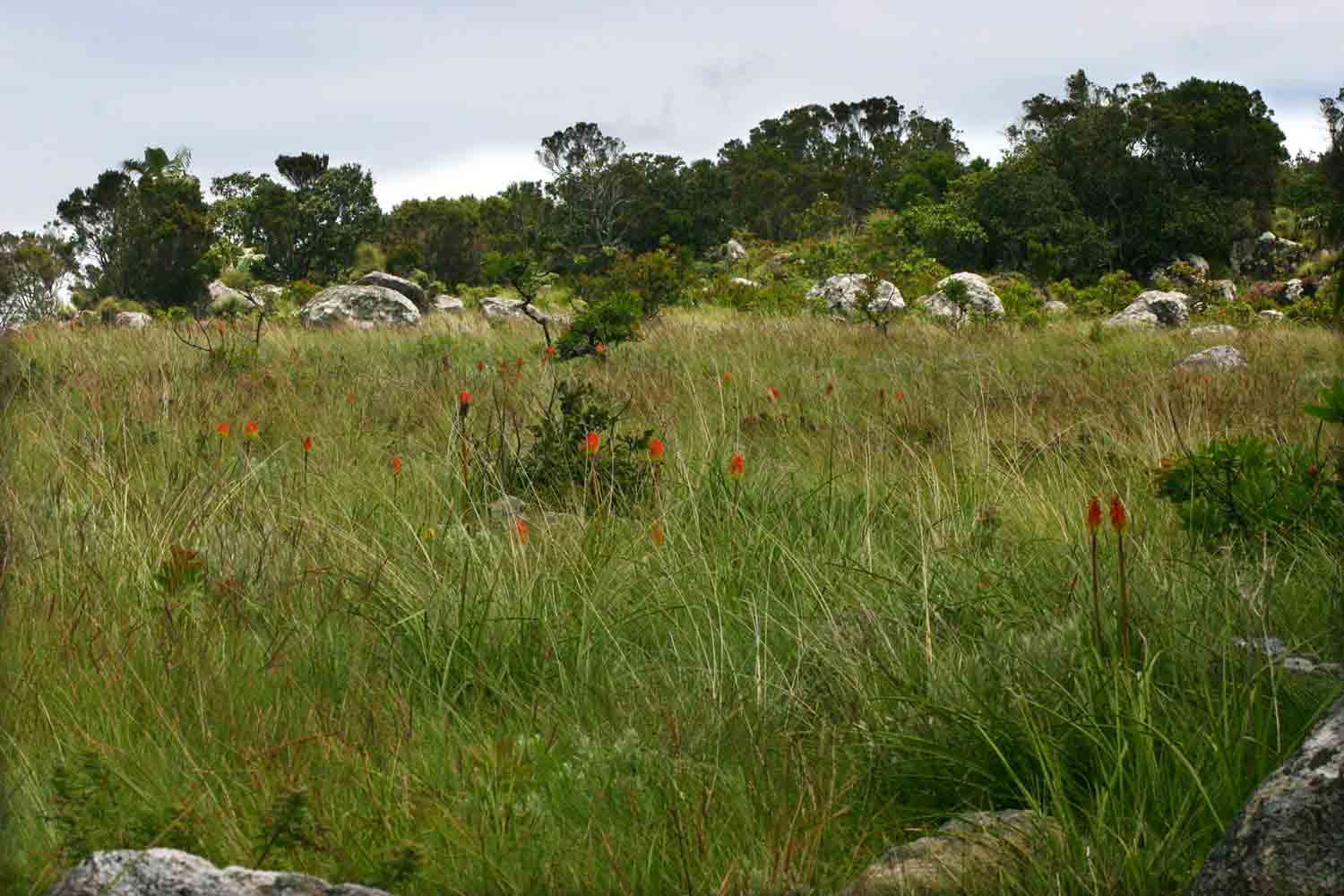 Kniphofia linearifolia