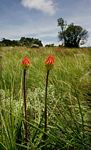 Kniphofia linearifolia