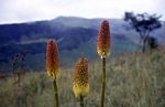 Kniphofia splendida
