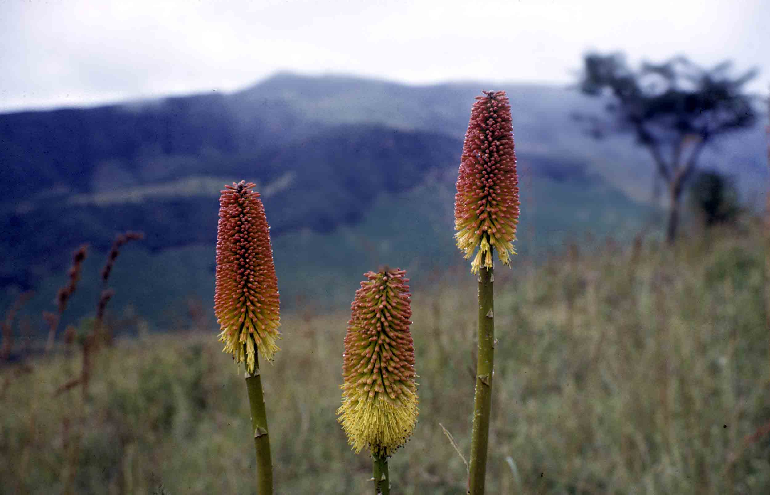 Kniphofia splendida
