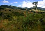 Kniphofia splendida