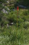 Kniphofia splendida