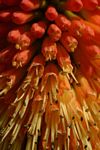 Kniphofia splendida