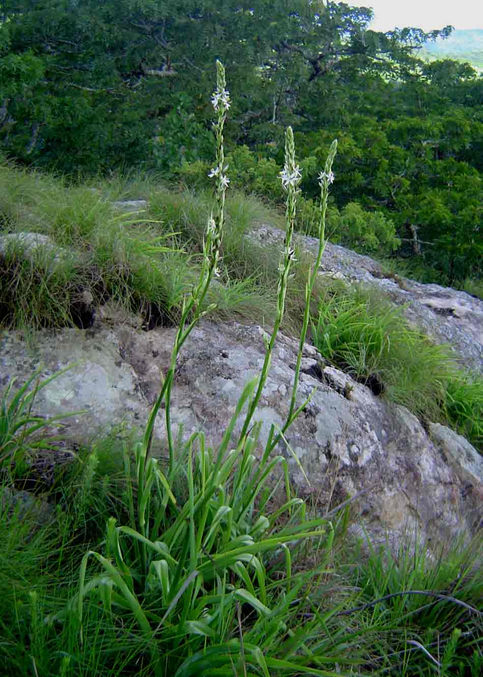 Chlorophytum bowkeri