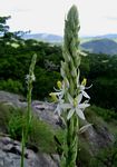 Chlorophytum bowkeri