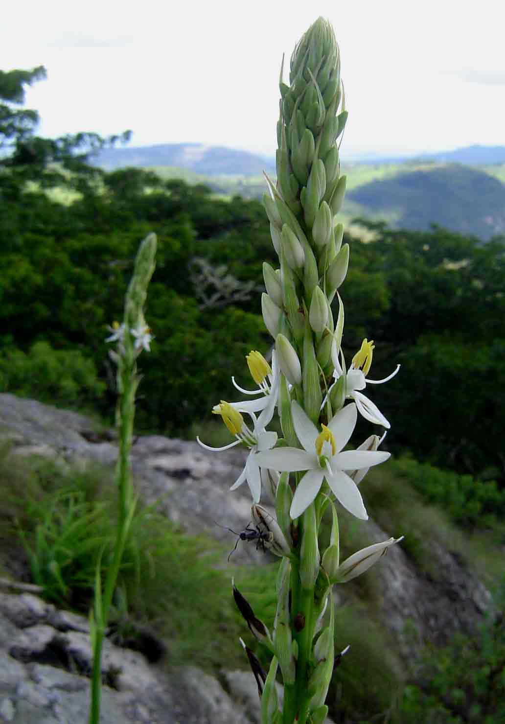 Chlorophytum bowkeri
