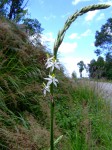 Chlorophytum bowkeri