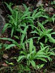 Chlorophytum brachystachyum