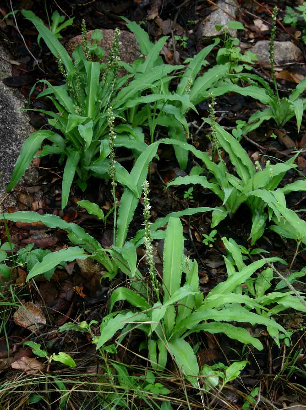 Chlorophytum brachystachyum
