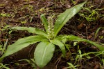 Chlorophytum brachystachyum