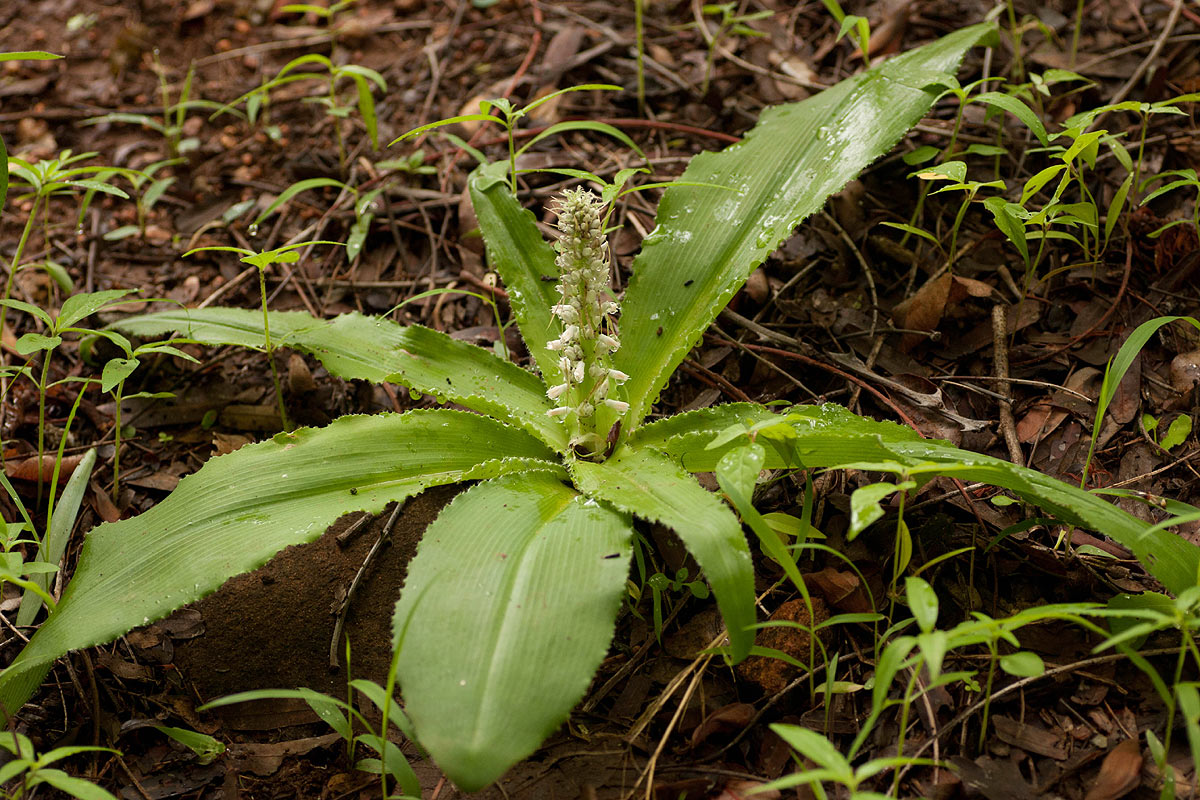 Chlorophytum brachystachyum