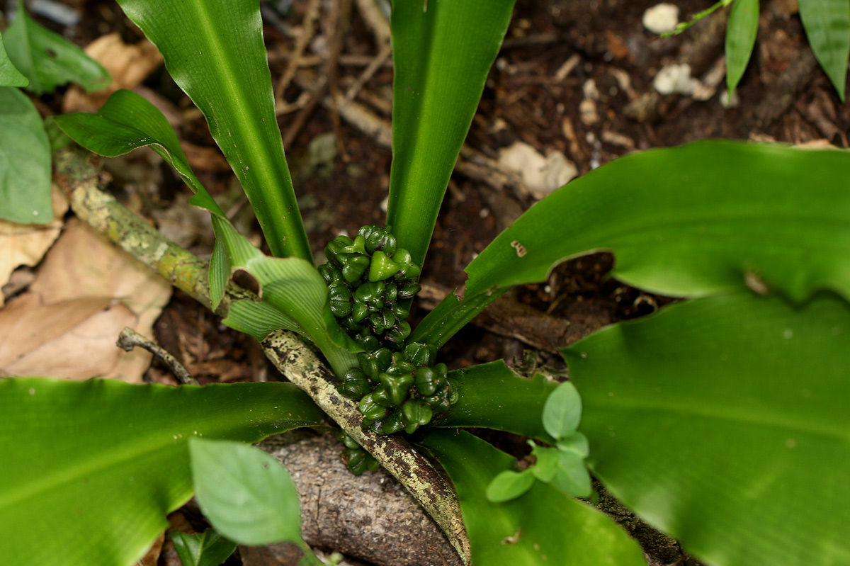 Chlorophytum brachystachyum