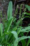 Chlorophytum brachystachyum