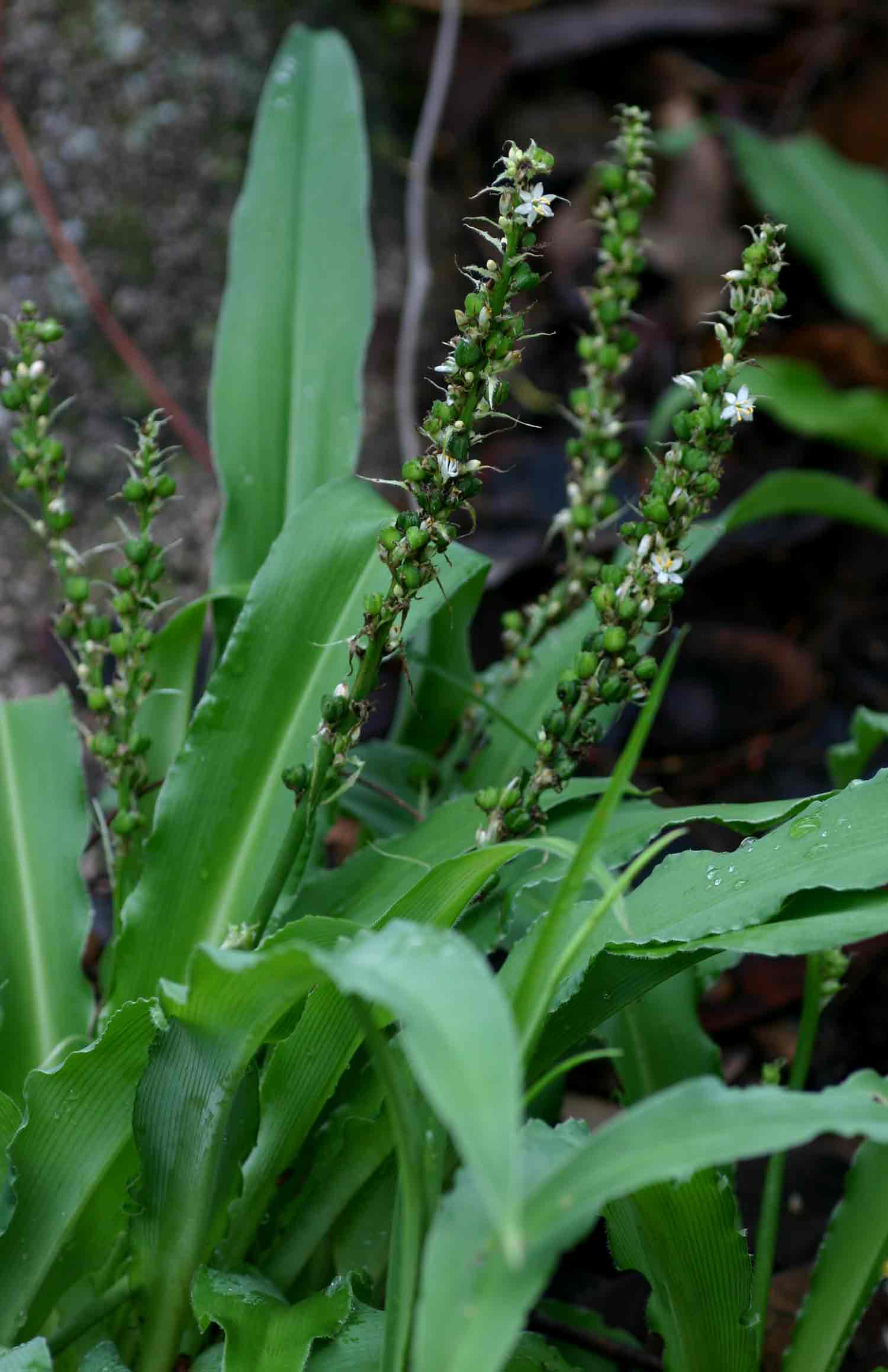 Chlorophytum brachystachyum