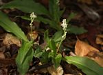 Chlorophytum brachystachyum