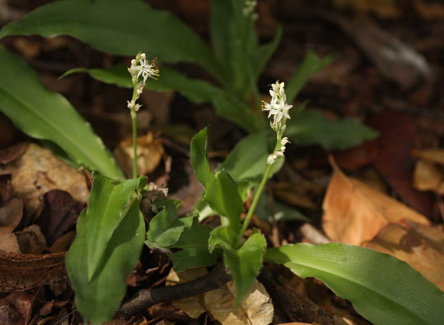 Chlorophytum brachystachyum