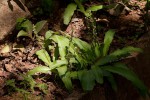 Chlorophytum brachystachyum