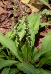 Chlorophytum brachystachyum