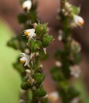 Chlorophytum brachystachyum
