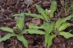 Chlorophytum brachystachyum