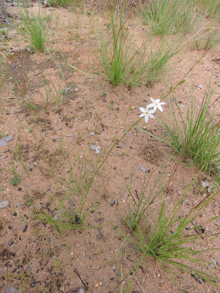 Chlorophytum calyptrocarpum