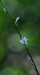 Chlorophytum comosum