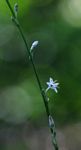 Chlorophytum comosum