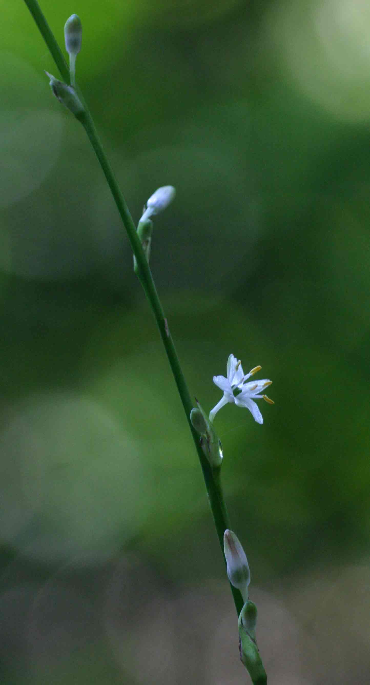 Chlorophytum comosum