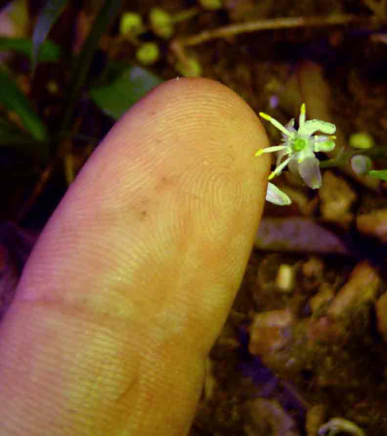 Chlorophytum comosum