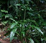 Chlorophytum comosum