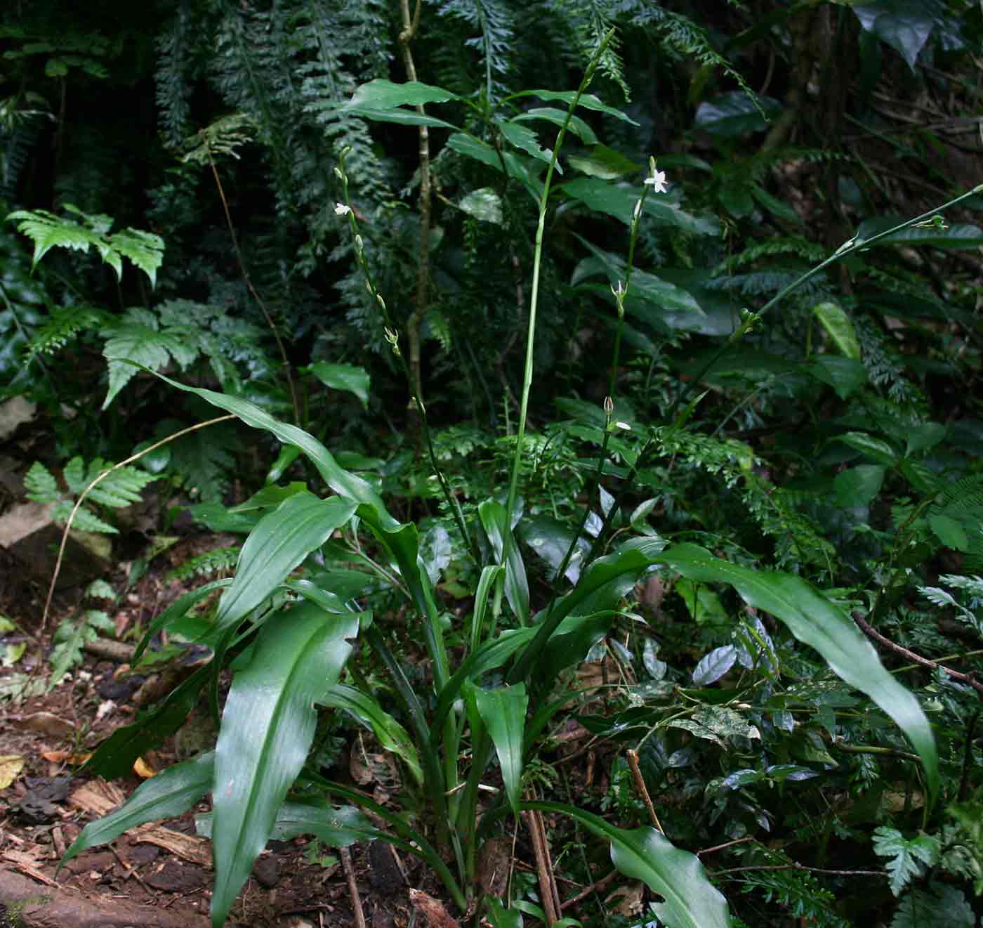 Chlorophytum comosum
