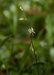 Chlorophytum comosum