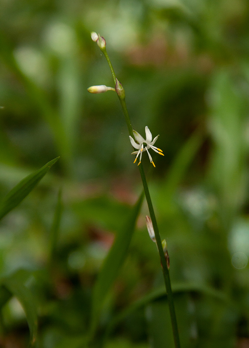 Chlorophytum comosum