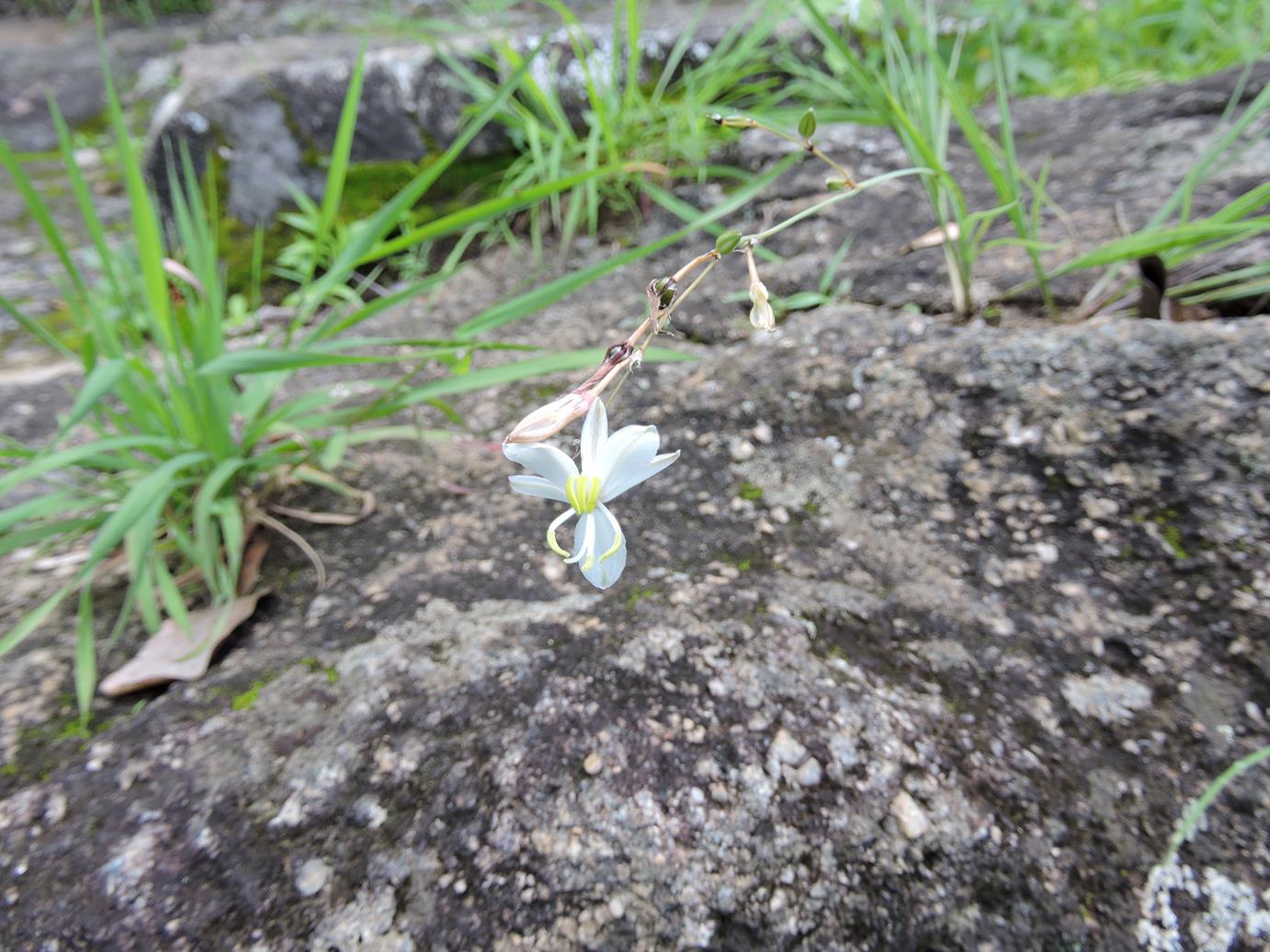 Chlorophytum galpinii var. matabelense