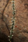 Chlorophytum longifolium
