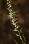 Chlorophytum longifolium