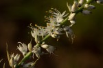 Chlorophytum longifolium