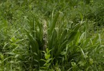 Chlorophytum macrophyllum