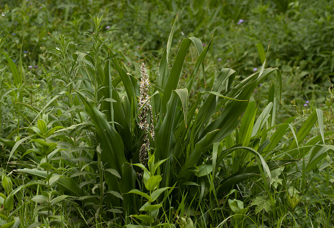 Chlorophytum macrophyllum