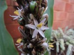 Chlorophytum macrophyllum